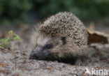 Hedgehog (Erinaceus europaeus)