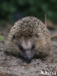 Hedgehog (Erinaceus europaeus)