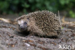 Hedgehog (Erinaceus europaeus)