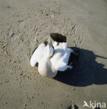 Eider (Somateria mollissima)