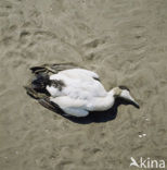 Eider (Somateria mollissima)