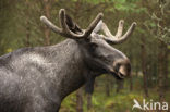 Elk (Alces alces)