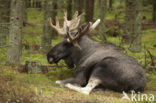Eland (Alces alces)