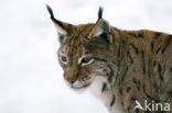 Euraziatische lynx (Lynx lynx) 