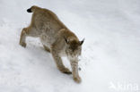 Euraziatische lynx (Lynx lynx) 