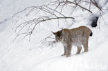 Eurasian Lynx (Lynx lynx)