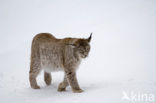 Euraziatische lynx (Lynx lynx) 