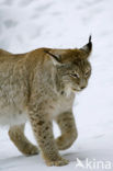 Euraziatische lynx (Lynx lynx) 