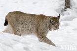 Eurasian Lynx (Lynx lynx)