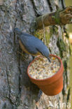 Eurasian Nuthatch (Sitta europaea)