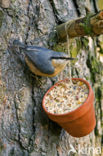 Eurasian Nuthatch (Sitta europaea)