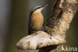 Europese Boomklever (Sitta europaea)