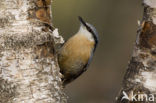 Europese Boomklever (Sitta europaea)