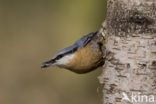 Europese Boomklever (Sitta europaea)