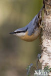 Europese Boomklever (Sitta europaea)