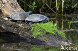 Europese moerasschildpad (Emys orbicularis)