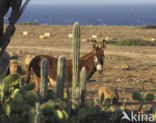 Donkey (Equus asinus)