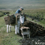 Donkey (Equus asinus)
