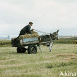 Donkey (Equus asinus)