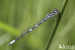 Dainty Damselfly (Coenagrion scitulum)