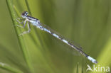 Gaffelwaterjuffer (Coenagrion scitulum)