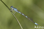 Gaffelwaterjuffer (Coenagrion scitulum)