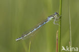 Gaffelwaterjuffer (Coenagrion scitulum)
