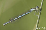 Gaffelwaterjuffer (Coenagrion scitulum)