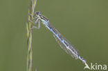 Dainty Damselfly (Coenagrion scitulum)