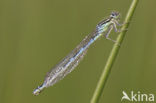 Gaffelwaterjuffer (Coenagrion scitulum)