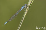 Dainty Damselfly (Coenagrion scitulum)