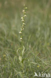 Geelgroene wespenorchis (Epipactis muelleri) 