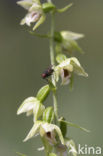 Geelgroene wespenorchis (Epipactis muelleri) 