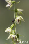 Müller’s Helleborine (Epipactis muelleri)