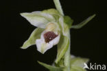 Geelgroene wespenorchis (Epipactis muelleri) 