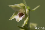 Geelgroene wespenorchis (Epipactis muelleri) 