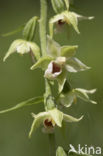 Geelgroene wespenorchis (Epipactis muelleri) 