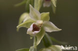 Geelgroene wespenorchis (Epipactis muelleri) 