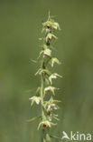 Geelgroene wespenorchis (Epipactis muelleri) 