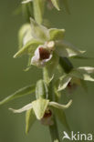 Geelgroene wespenorchis (Epipactis muelleri) 