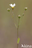Geelhartje (Linum catharticum) 