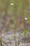 Geelhartje (Linum catharticum) 