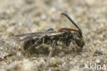 Charmouth Wasp-bee (Nomada sheppardana)