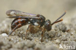 Charmouth Wasp-bee (Nomada sheppardana)