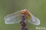 Geelvlekheidelibel (Sympetrum flaveolum)