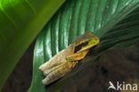 Masked Treefrog (Smilisca phaeota)