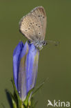 Gentiaanblauwtje (Maculinea alcon) 