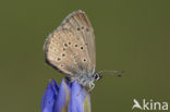 Alcon Blue (Maculinea alcon)