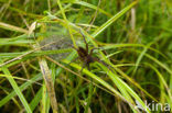 Gerande oeverspin (Dolomedes fimbriatus)