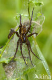 Raft spider (Dolomedes fimbriatus)